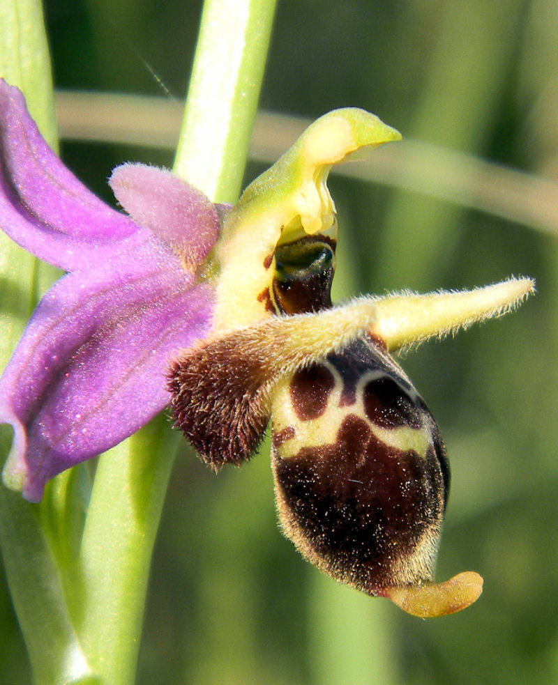 Ophrys oestrifera subsp. montis-gargani